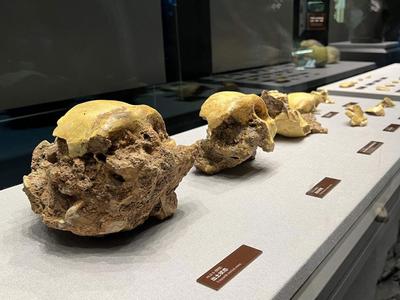 距今约30万年！华龙洞人为东亚向智人演化的最早古人类