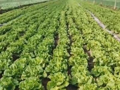 双节临近，各地“菜篮子”准备好了吗？
