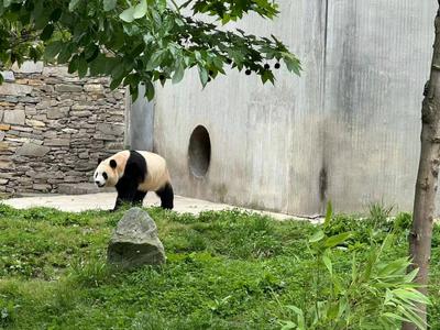 大熊猫“福宝”出现状况异常，中国大熊猫保护研究中心回应
