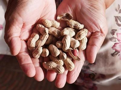 为了让你吃上无霉菌的花生，院士费尽心思→