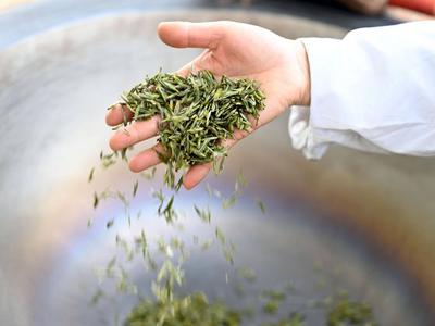 尿酸高的人不能喝茶？喝“防弹咖啡”可以减肥？真相是→