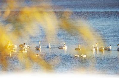 白天鹅爱上了“好客山东”，它们又飞到齐鲁大地过冬了