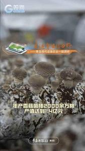 设施农业带动大！菌菇特色农业让莱西院上镇的村民们一天天富起来