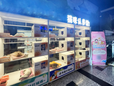 警惕！“免费领养”背后暗藏“猫贷”套路