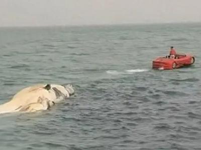 海南、上海等地出现死亡鲸鱼，多方回应