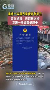 重庆一公园大量观赏鱼死亡，警方通报：已取样送检，正进一步调查处理中