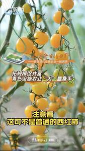 扩规模促共富，平度这个小镇“柿”不可挡！