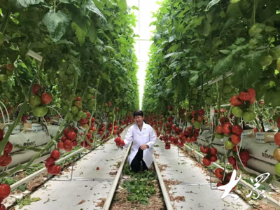 山东蔬菜，何以独“蔬”一帜？