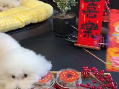 “毛孩子经济”春节火了，你家萌宠这个节怎么过？