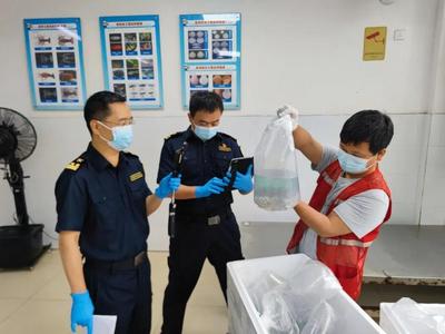 警惕外来物种入侵！国家安全机关提示→