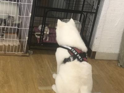 上门喂猫遛狗，年轻人假期掘金“它经济”