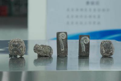 “创意摆件”出口包裹查出6块古生物化石……海关提醒→