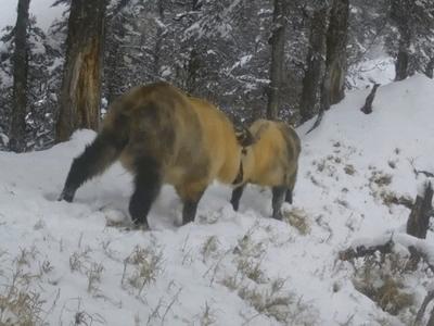 快来围观！两只羚牛在雪地“打架”啦