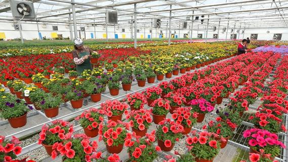 青岛：“花卉经济”激活乡村振兴新动能