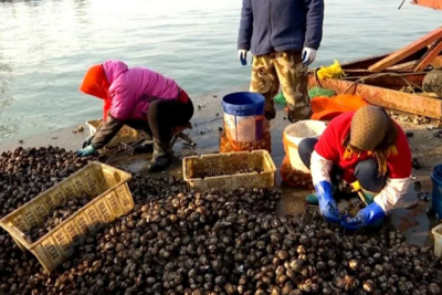 4.5元一斤！胶州湾这种海鲜大量上市！青岛人有很多吃法……