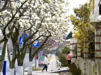 从浮山到海边，青岛这条路开满玉兰花