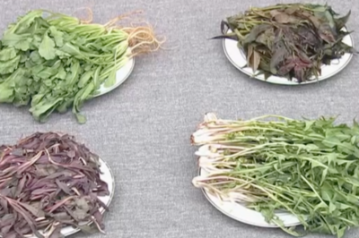 春天推荐吃这4种野菜！如何正确食用？请收藏