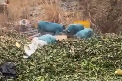 猪吃砂糖橘变“阿凡达”？拍摄者回应：翻拱了工厂蓝色颜料粉所致