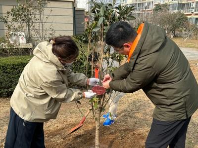 种下一片“绿荫”，种下绿色信念！崂山区开展植树节活动