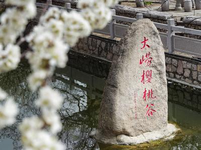 又到樱桃花海时！这份崂山赏花攻略别错过
