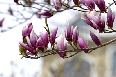 第三届“诗从海上来”青岛玉兰诗会将于4月8日启幕