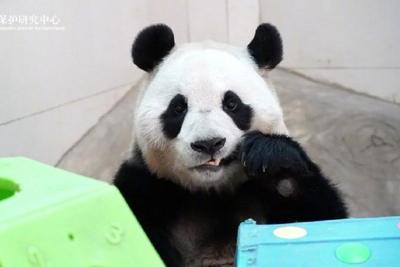 静养百天！大熊猫“福宝”今日与公众再度见面