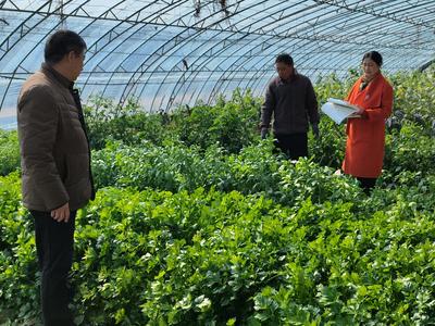 即墨区开展蔬菜、食用菌专项抽检