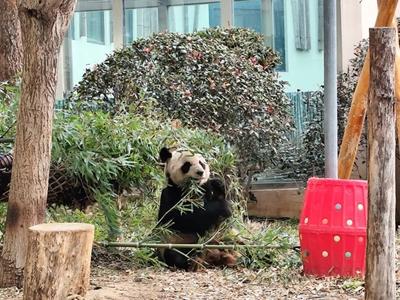 我国大熊猫、雪豹等野外种群数量持续增长