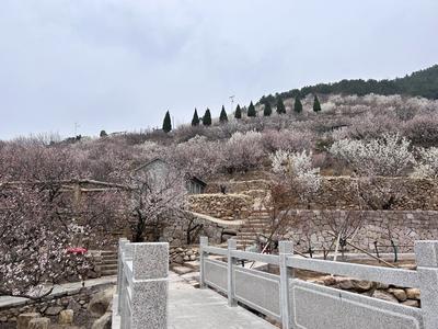 承包你春日的浪漫！2025青岛樱桃花节预告“新鲜出炉”