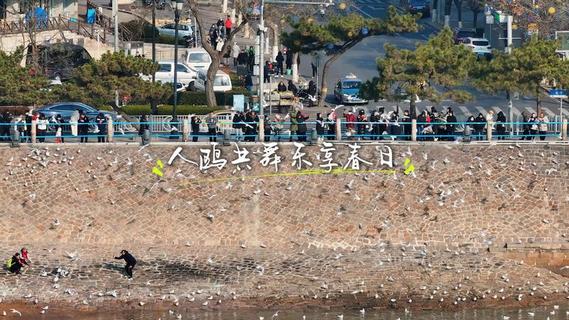 人鸥共舞，乐享春日