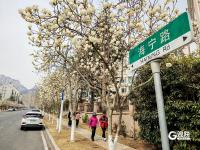 从浮山到海边，青岛这条路开满玉兰花