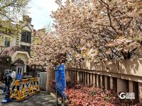 双樱上线，青岛这里有条樱海路