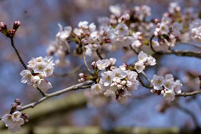 意倾心·风清景明！李沧区春日诗会即将启幕