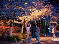 “夜樱”缤纷，青岛开启夜游赏花模式
