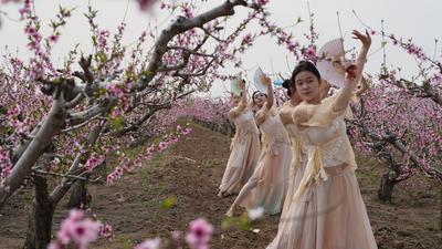 青岛即墨：乡村好时节，十里桃花香