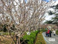 中山公园：单樱谢幕，双樱登场