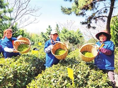 青島嶗山區：雨前茶開采 葉片飽滿泛“油光”