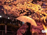 “夜樱”缤纷，青岛开启夜游赏花模式