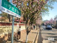 海棠花开似海！青岛“最美公交站”藏在这