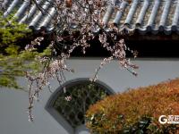 春风拂面，青岛这个国风公园开启繁花模式