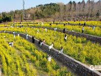 青岛女姑山公园油菜花海火出圈