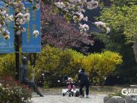 春风拂面，青岛这个国风公园开启繁花模式