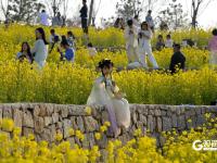 青岛女姑山公园油菜花海火出圈