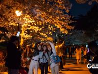 “夜樱”缤纷，青岛开启夜游赏花模式