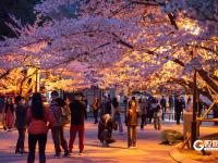 “夜樱”缤纷，青岛开启夜游赏花模式