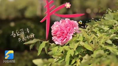 闪电评论 | 以牡丹为媒，共同讲好黄河故事