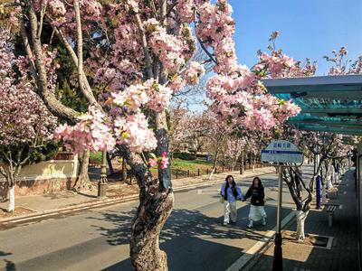 “五一”假期怎么玩？青岛市南区备下好看、好玩、好吃“大餐”
