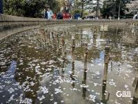 中山公园：单樱谢幕，双樱登场