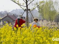 青岛女姑山公园油菜花海火出圈