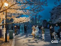 “夜樱”缤纷，青岛开启夜游赏花模式